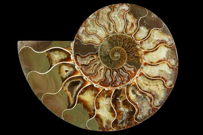 Cut & Polished Ammonite Fossil (Half) - Madagascar #157964